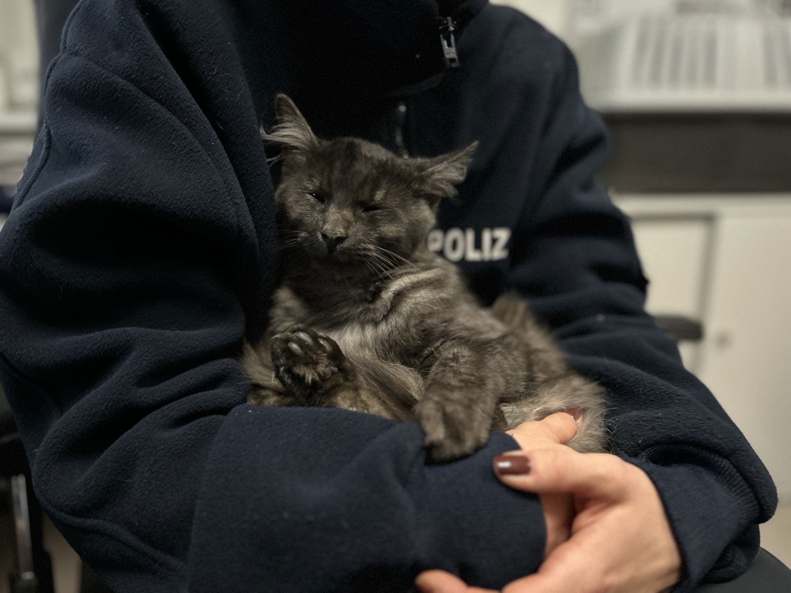 Katze bei der Polizei