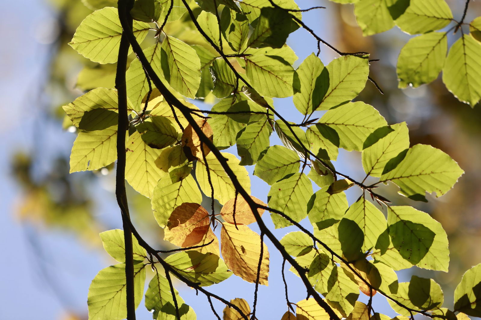 Der Deutsche Wetterdienst hat seine Herbstbilanz für das Saarland veröffentlicht. (Symbolbild) 