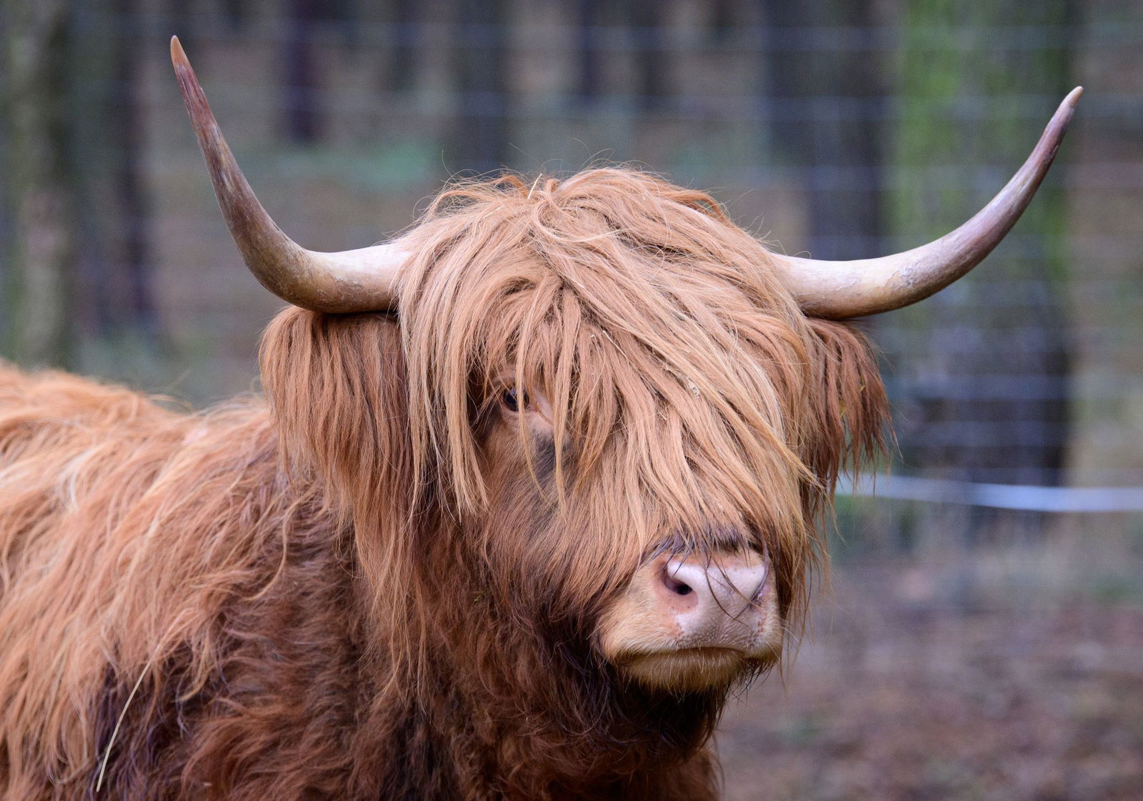 Zwei Rinder sind von einem Zug erfasst worden (Symbolbild)