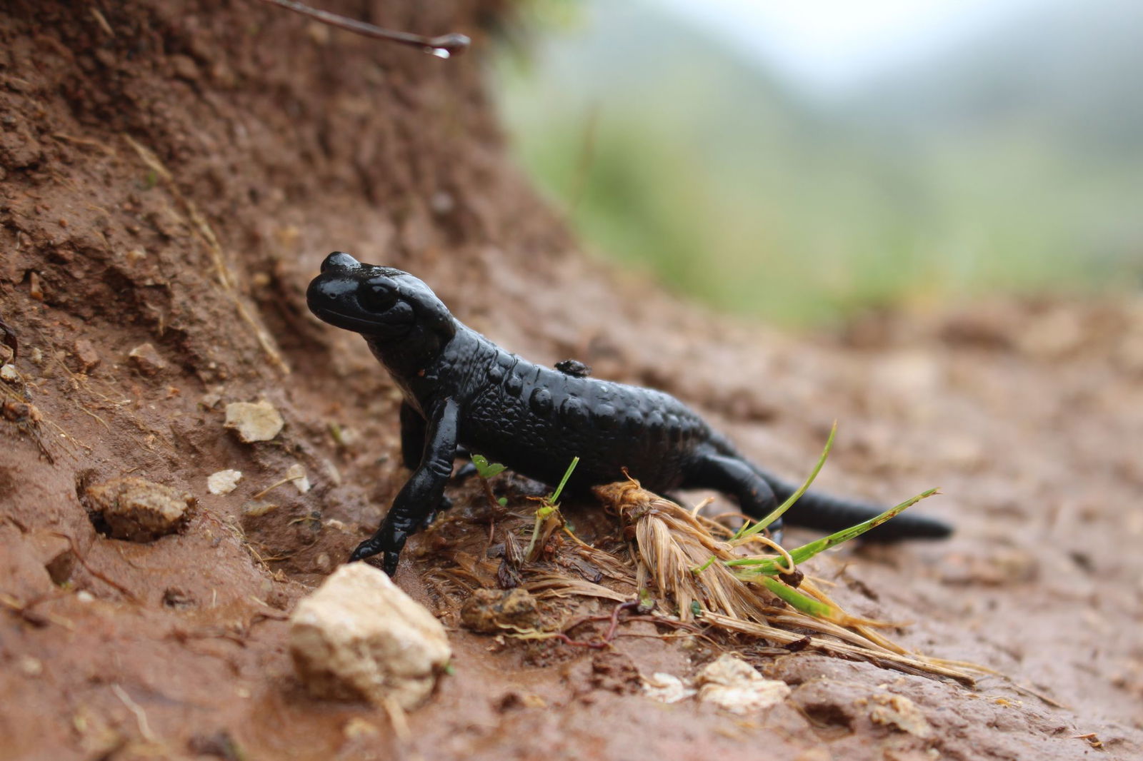 Nach Angaben des Landesbunds für Vogel- und Naturschutz in Bayern werden viele Alpensalamander vor allem im Ost- und Oberallgäu auf Straßen überfahren. (Symbolbild)