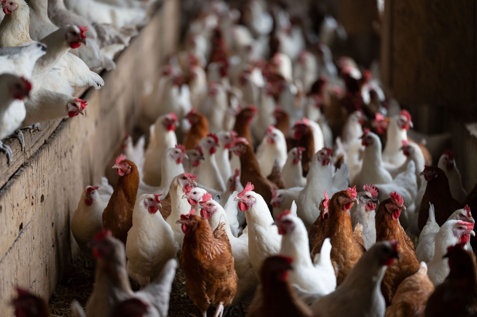 Nach Vogelgrippe-Fällen gilt in der Region Heilbronn nun eine Stallpflicht für Geflügel. (Symbolbild)