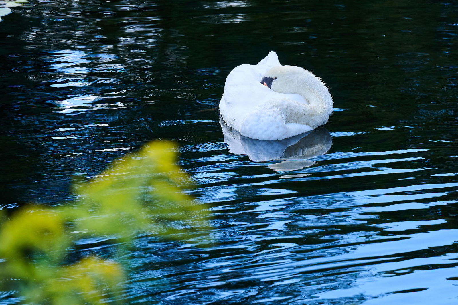Die Polizei ermittelt wegen des Verdachts der Jagdwilderei und des Verstoßes gegen das Tierschutzgesetz. (Symbolbild)