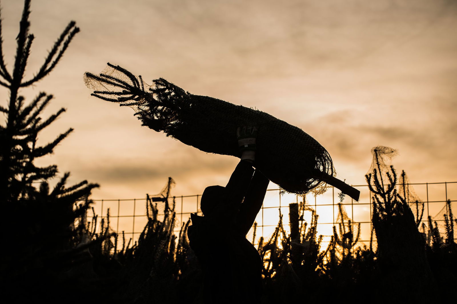 Jetzt ist wieder Zeit für Weihnachtsbäume. (Symbolbild)