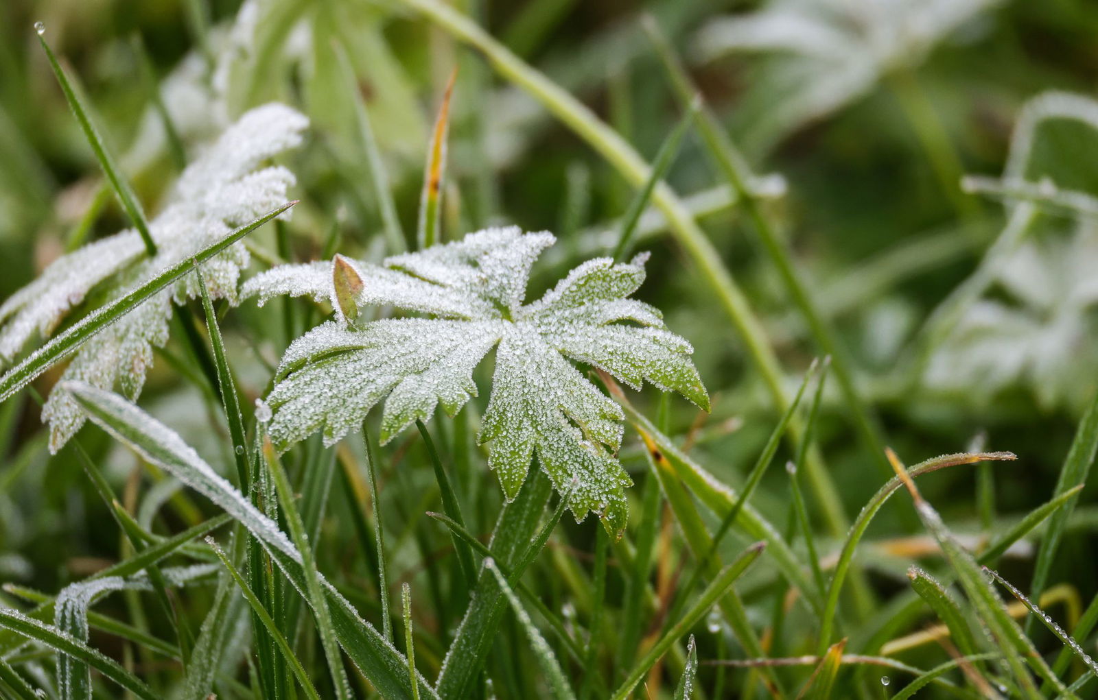 Raureif überzieht die Blätter. 