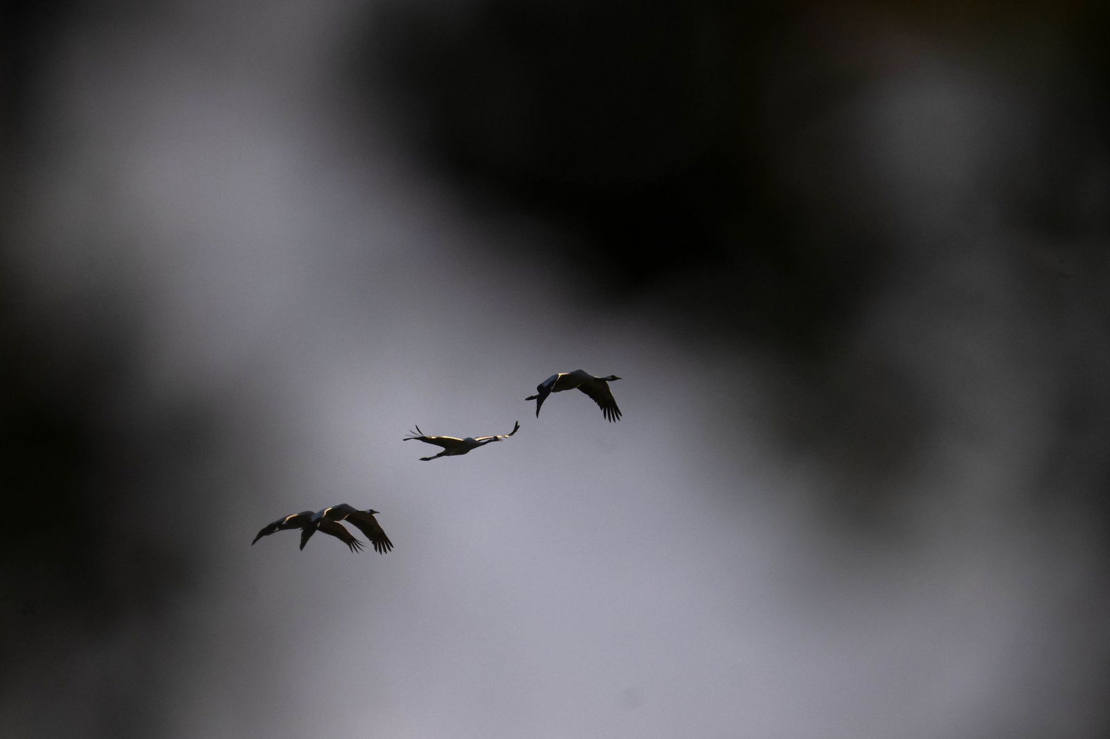Infizierte und erkrankte Kraniche auf dem Weg in den Süden könnten das Virus auf andere Vögel übertragen, heißt es aus dem saarländischen Agrarministerium. (Symbolbild)
