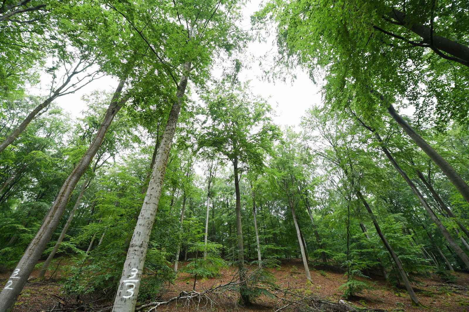 Das neue Portal soll für einen kürzeren Draht zwischen Bürgerinnen und Bürgern und der Forstverwaltung sorgen - zum Wohl des Waldes. (Archivfoto)
