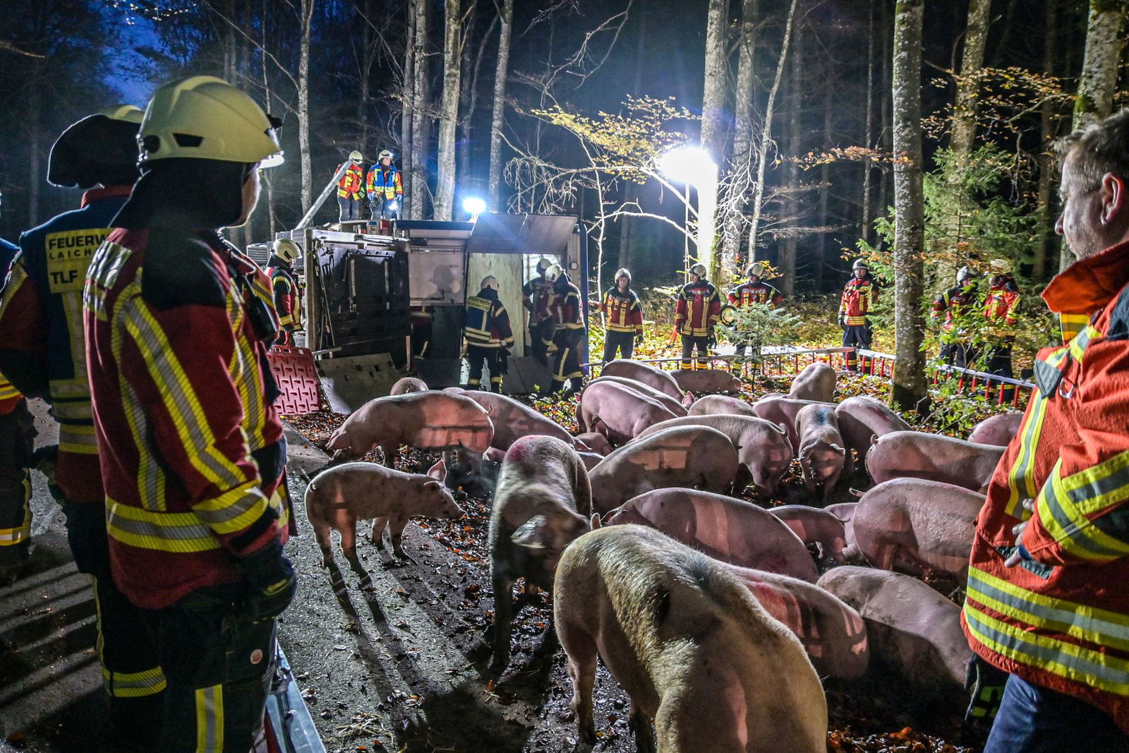 Nach dem Unfall des Schweinetransporters kümmern sich Rettungskräfte um die Tiere