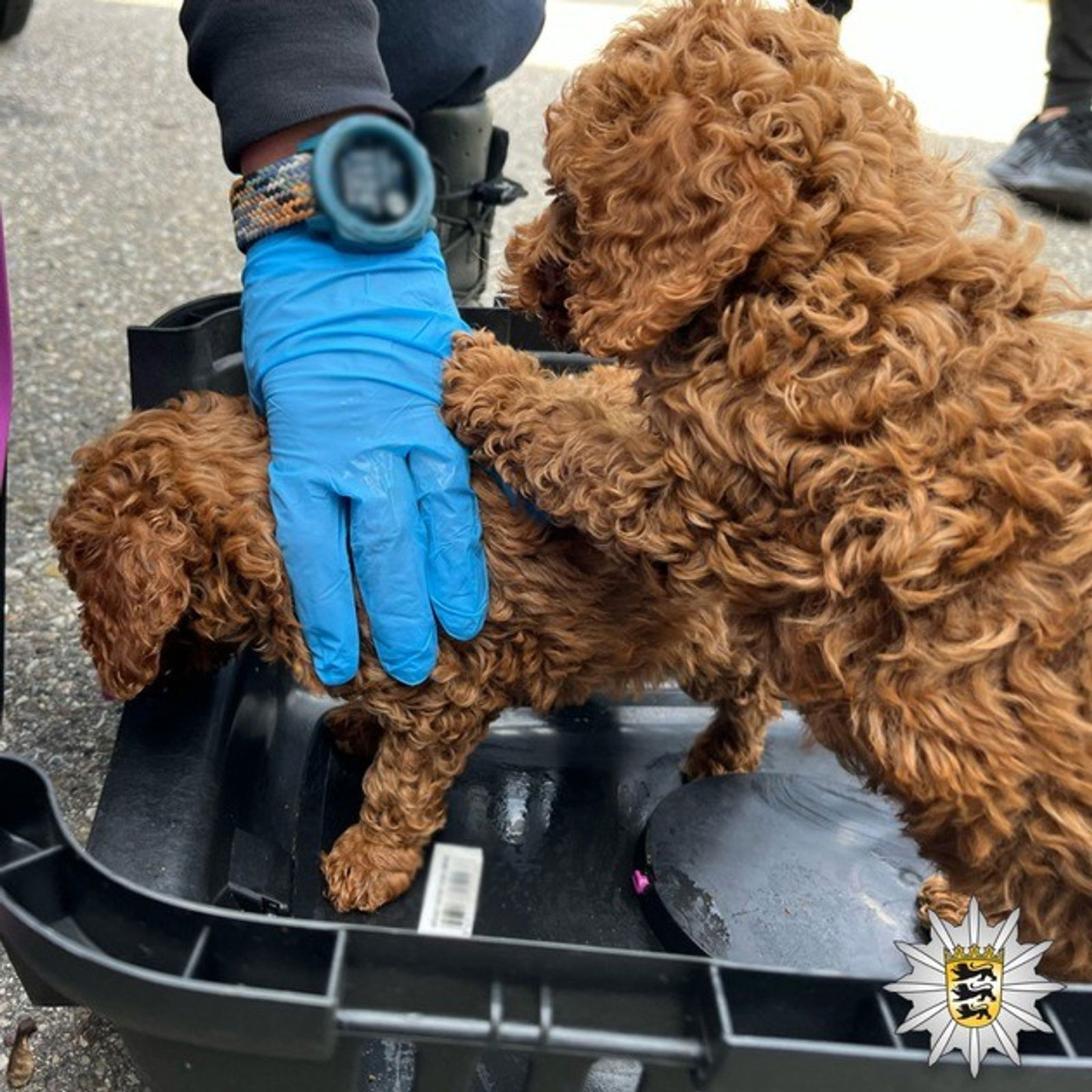 Die Hunde kamen anschließend in ein Tierheim.