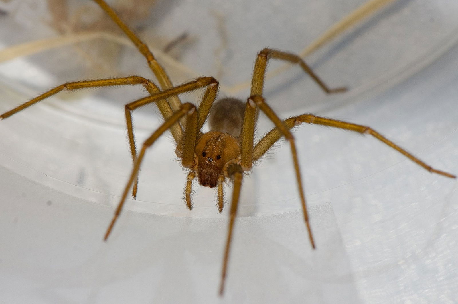 Die Chilenische Einsiedlerspinne gilt als menschenscheu und ist nachtaktiv.