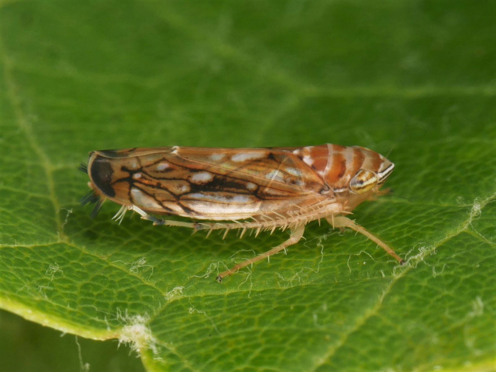 Die Amerikanische Rebzikade überträgt die Krankheit.