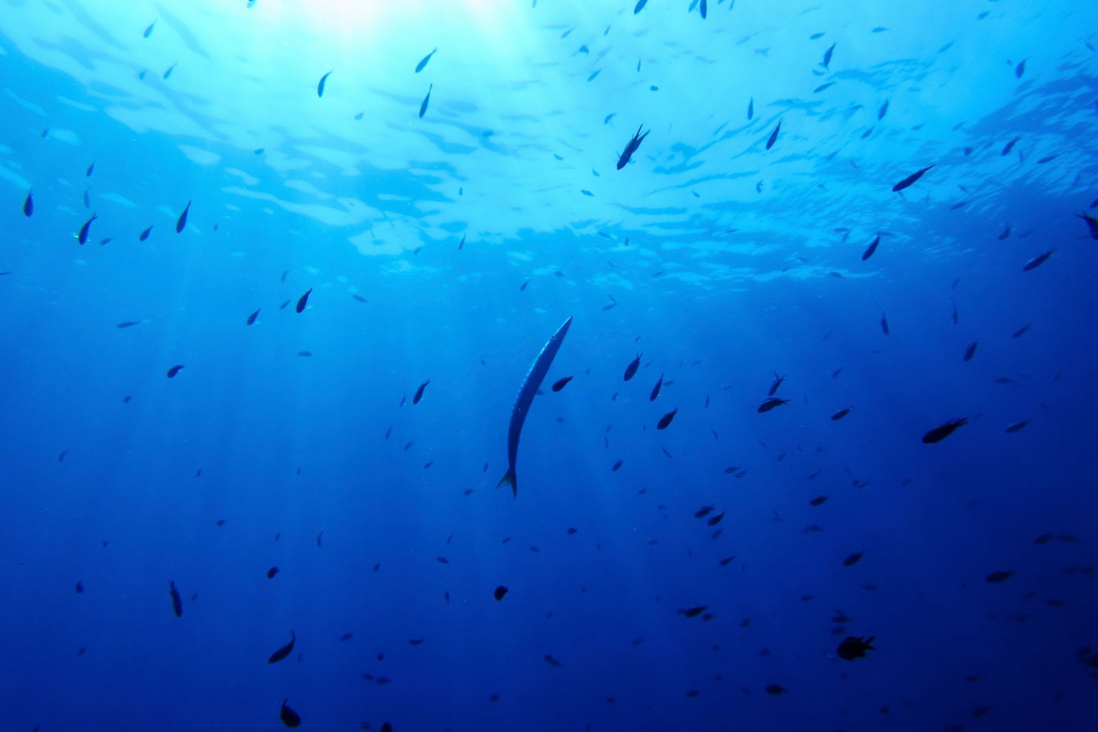 Bisher gibt es für die Hochsee keine einheitlichen Umweltregeln. (Symbolbild)
