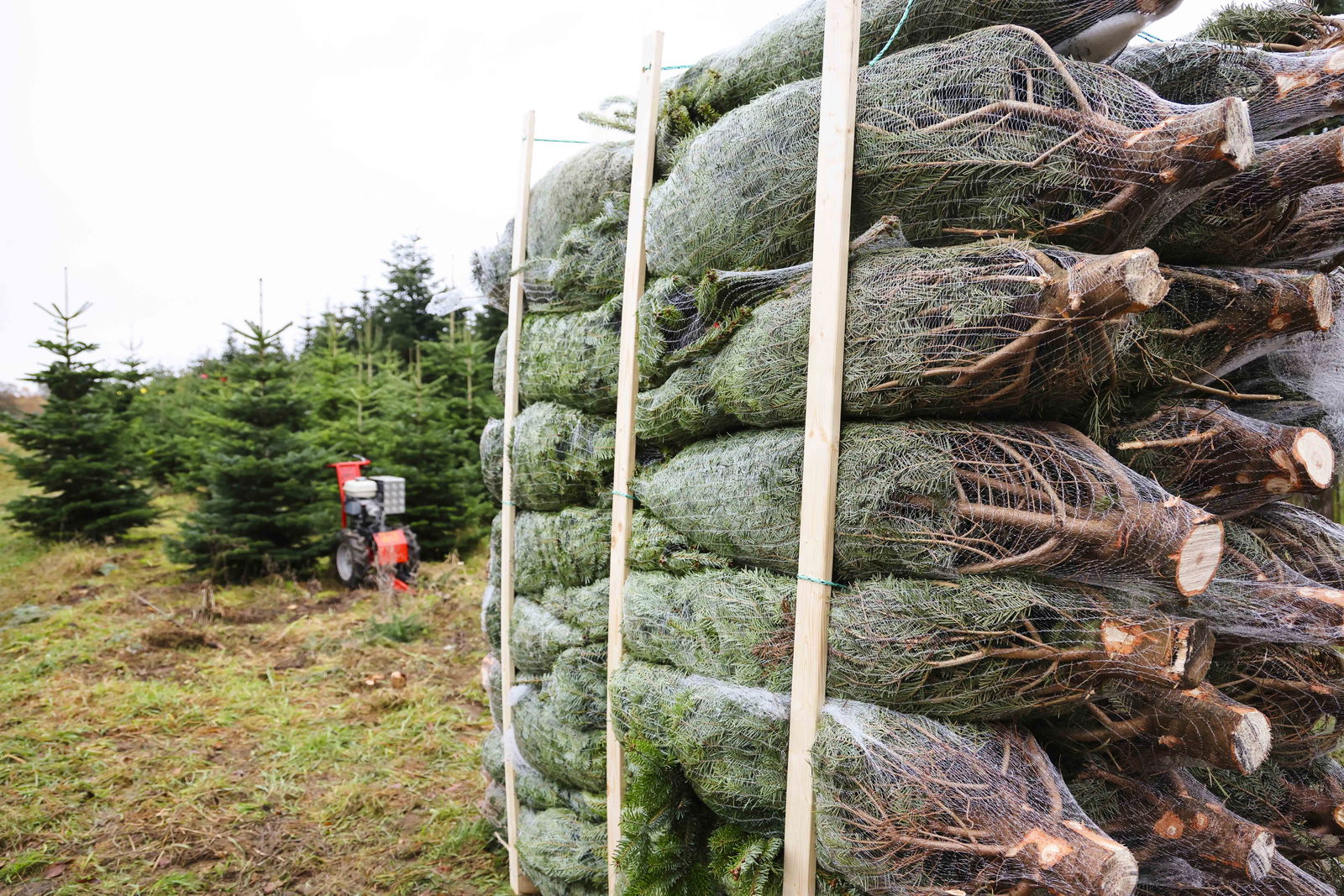 Weihnachtsbäume in Netze gepackt