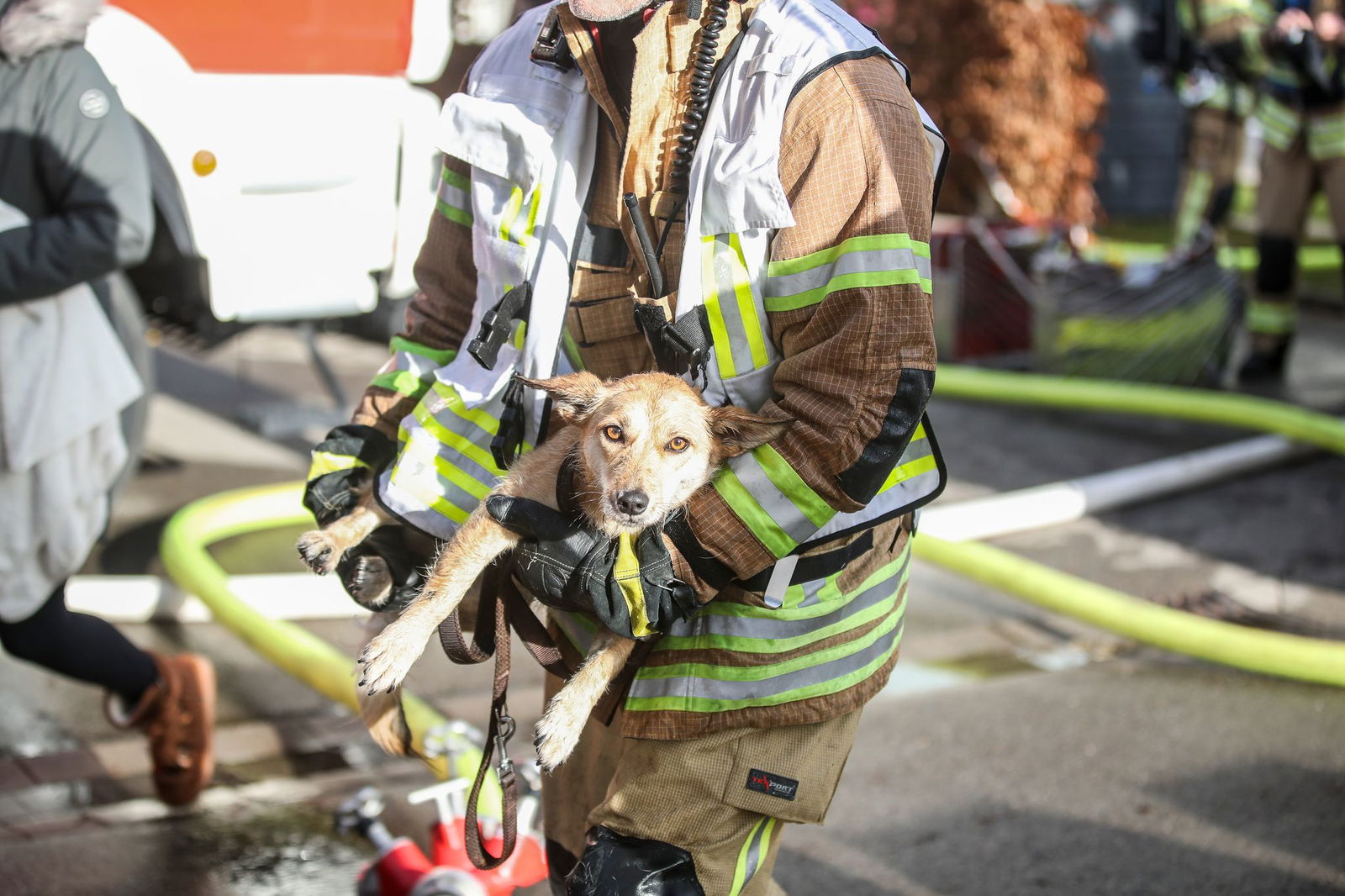 Gerade noch rechtzeitig wurde ein Hund vor einem Feuer gerettet. (Foto-Handout)