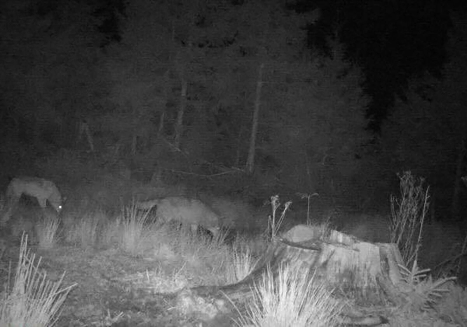 Nach einem ungewöhnlichen Foto der Wildkamera hält ein Experte auch ein Rudel in Baden-Württemberg für wahrscheinlicher.