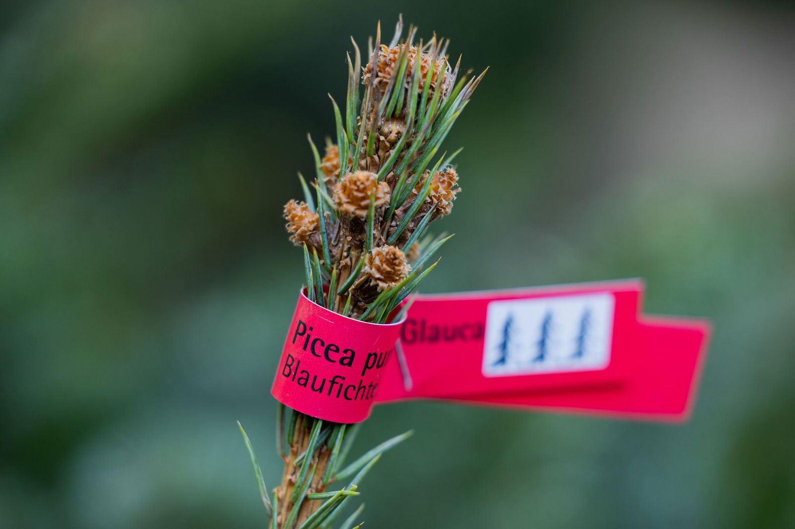 Bei der Spitze für den Weihnachtsbaum gibt es ganz unterschiedliche Geschmäcker. (Symbolbild)