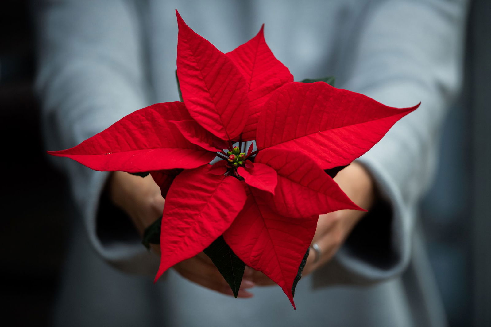 Klassiker der Adventsdekoration: der Weihnachtsstern. (Symbolbild)