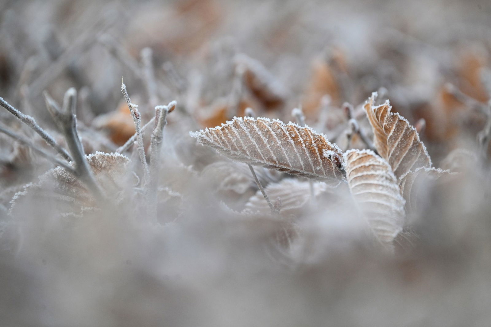Die kommenden Nächte werden frostiger. 