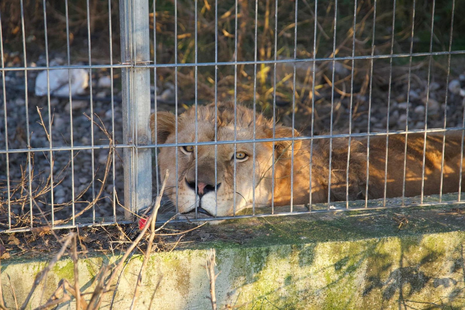 Aus Albanien in die Pfalz: der gerettete Löwe Erion.