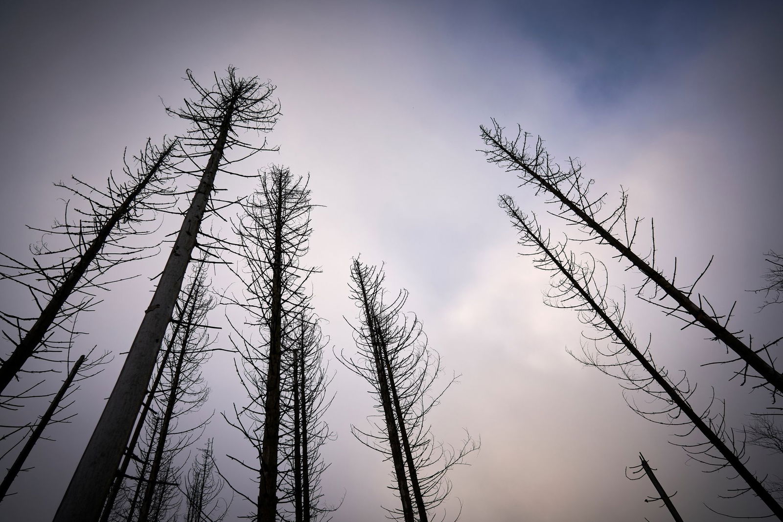 Trotz der positiven Entwicklung sind die Wälder durch den Klimawandel mit mehr Trockenheit, Luftschadstoffe und Schädlingsbefall belastet.