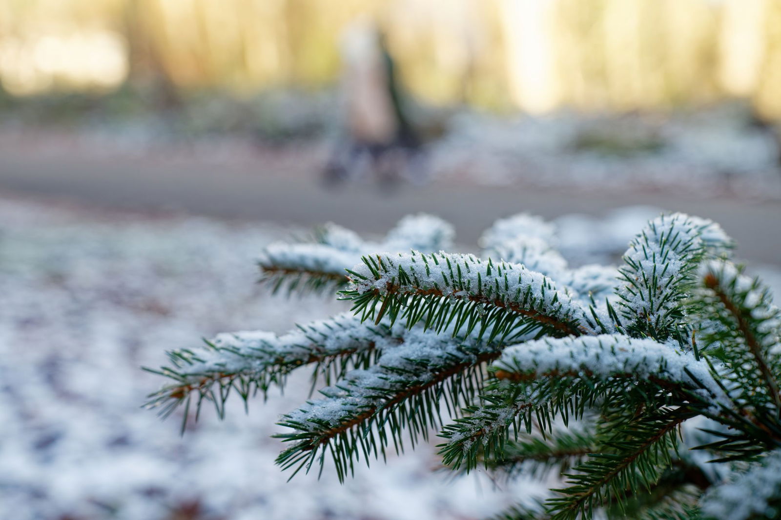 Die Chancen auf weiße Weihnachten sind in der vergangenen Zeit zunehmend gesunken. (Archivbild)