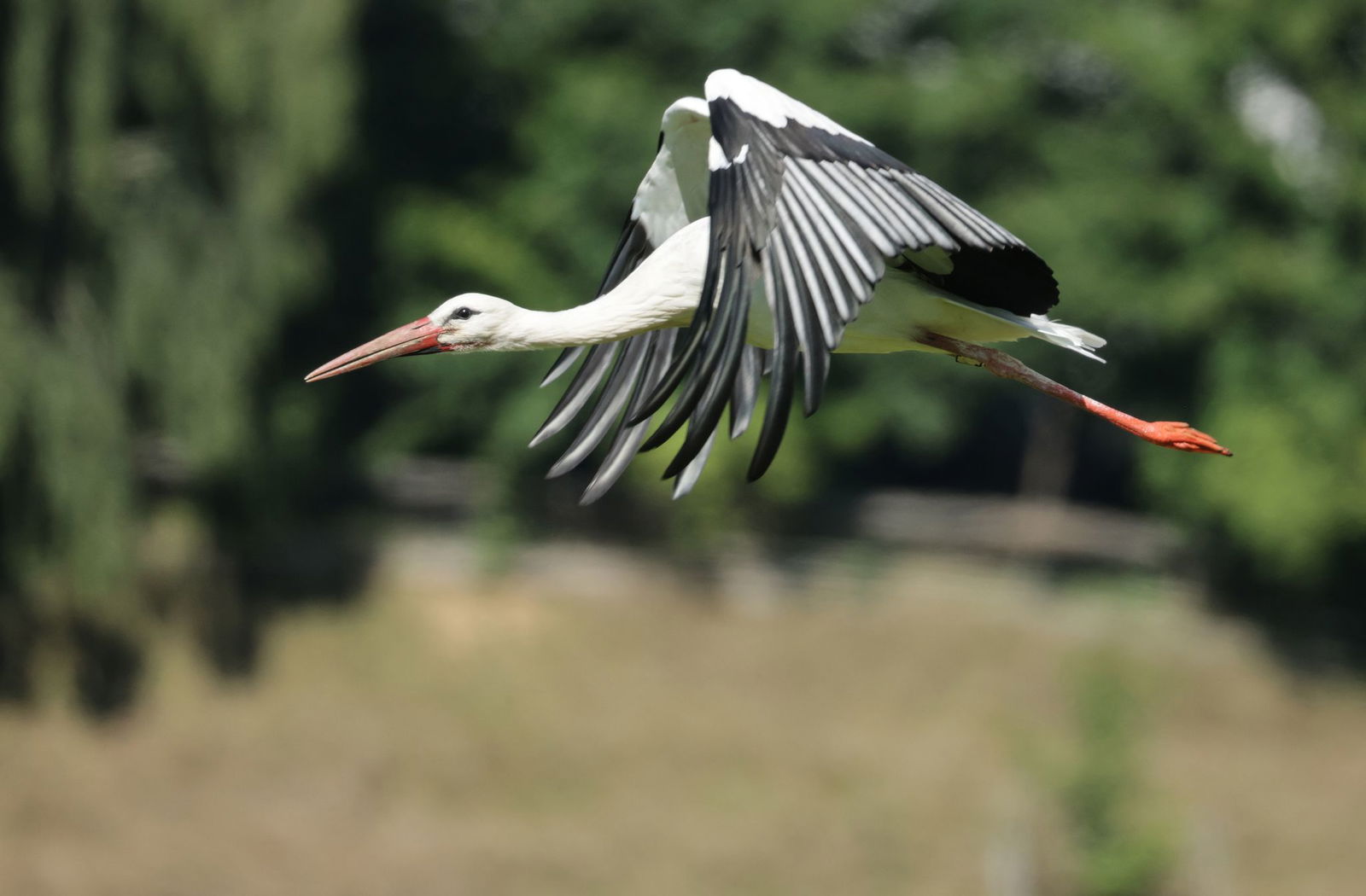 Die Storchexperten sind in großer Sorge vor der Vogelgrippe (Symbolbild)