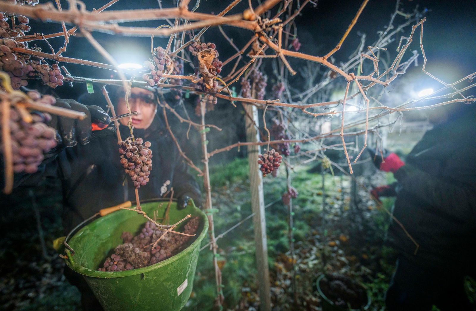 In drei von sechs Anbaugebieten in Rheinland-Pfalz wurde 2025 Eiswein gelesen. (Archivbild)