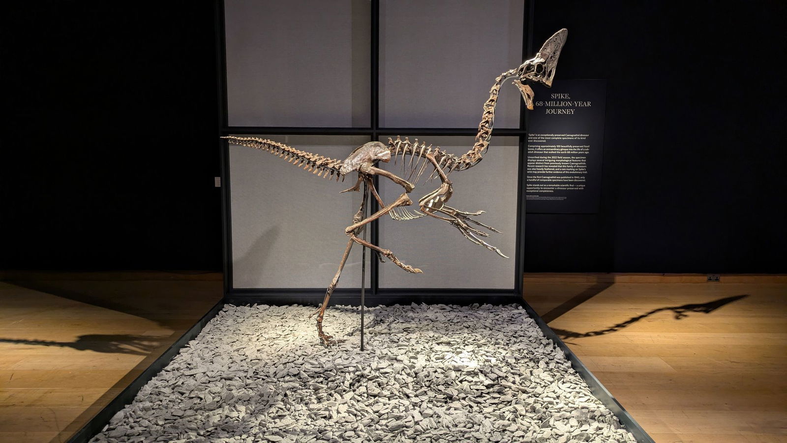 Das Skelett eines Oviraptorosauriers namens "Spike" stammt aus der Kreidezeit.