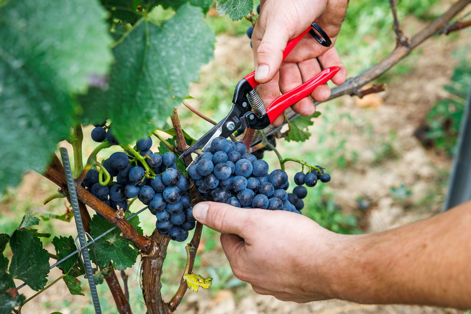 Bauernpräsident Joachim Rukwied sagt, der Weinbau sei in der größten Krise seit Jahrzehnten.(Archivbild)