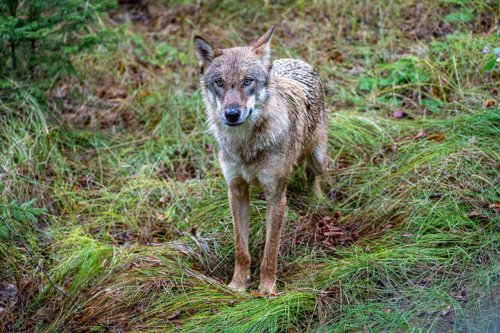 Ist ein Wolf für die toten Tiere im Schwarzwald verantwortlich? (Symbolbild)