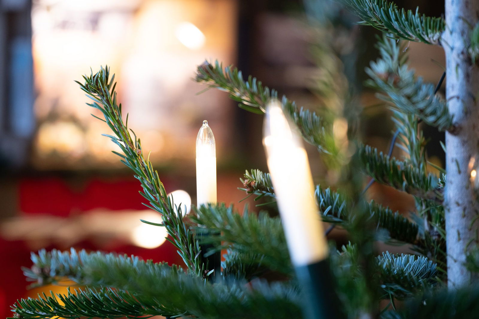 Die Weihnachtsbaum-Diebe werden von einem Sicherheitsmitarbeiter entdeckt. (Symbolbild)