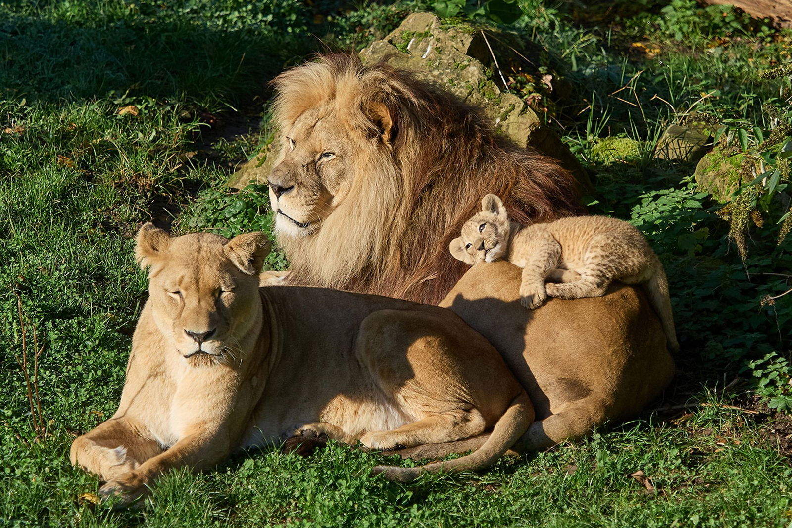 Löwe Chalid musste eingeschläfert werden