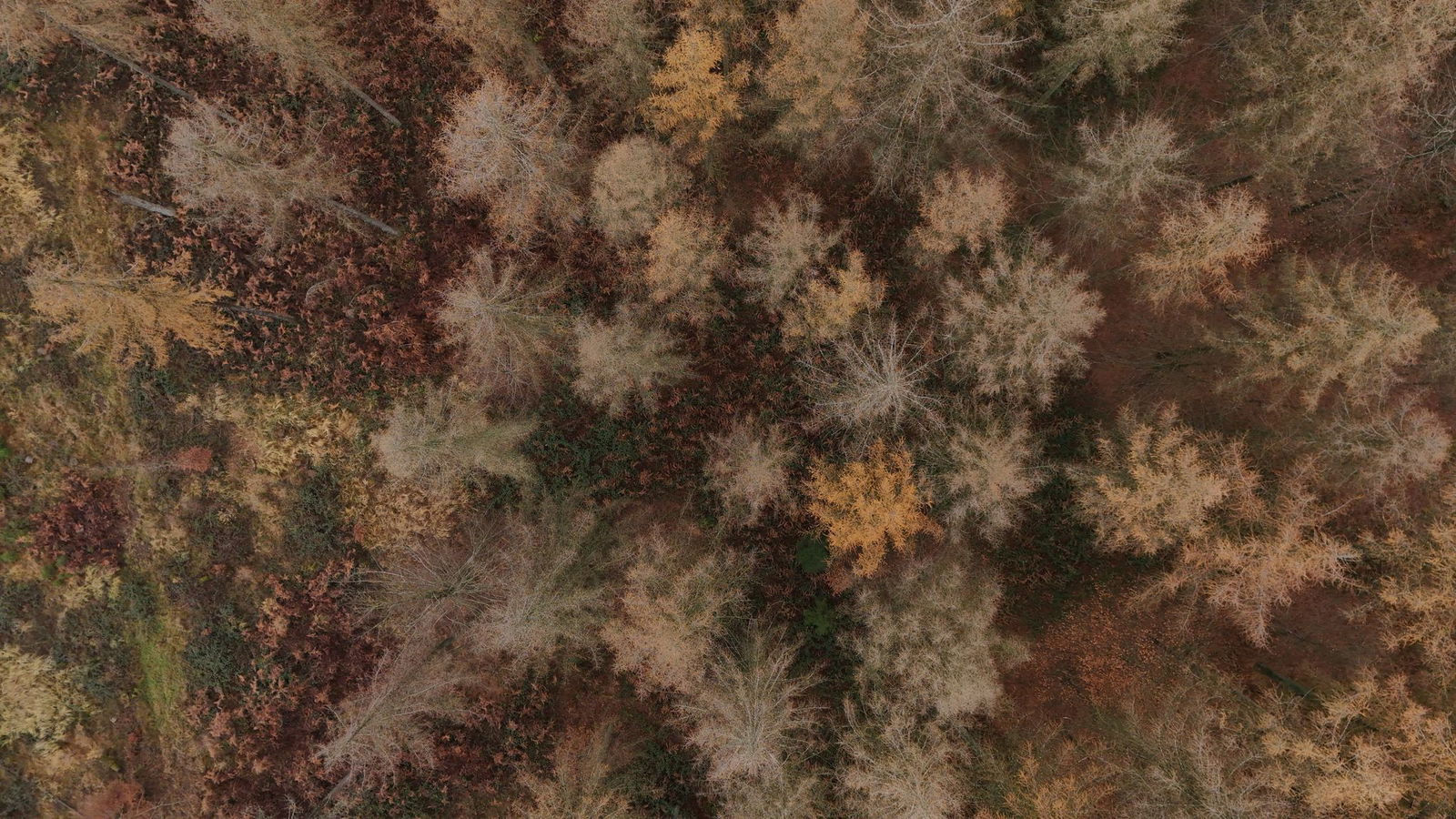 Der Zustand des Waldes wird seit mehr als 40 Jahren untersucht. 