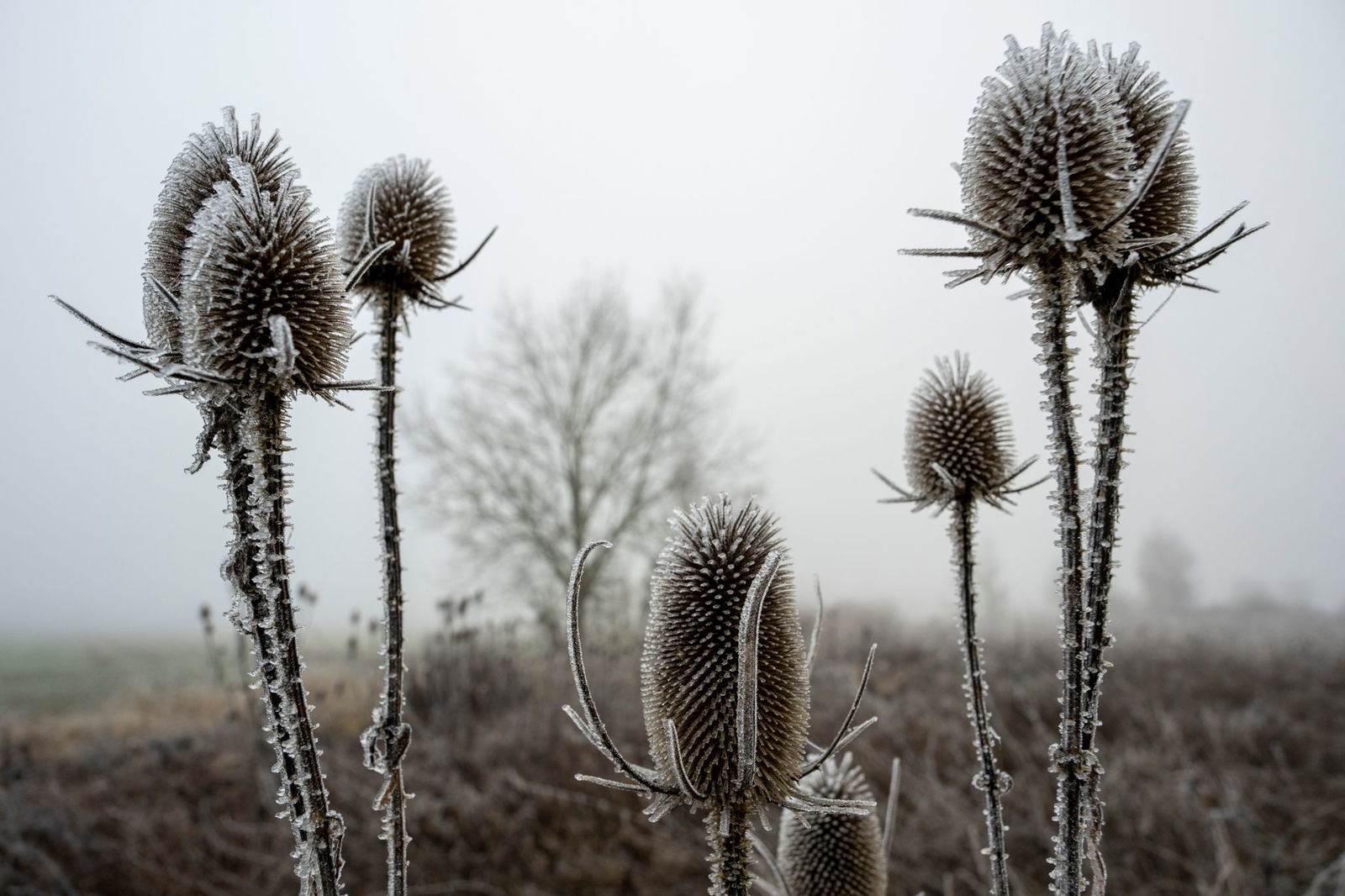 «Zunehmend winterlich kalt», lautet die Vorhersage des Deutschen Wetterdiensts (DWD) für die nächsten Tage.