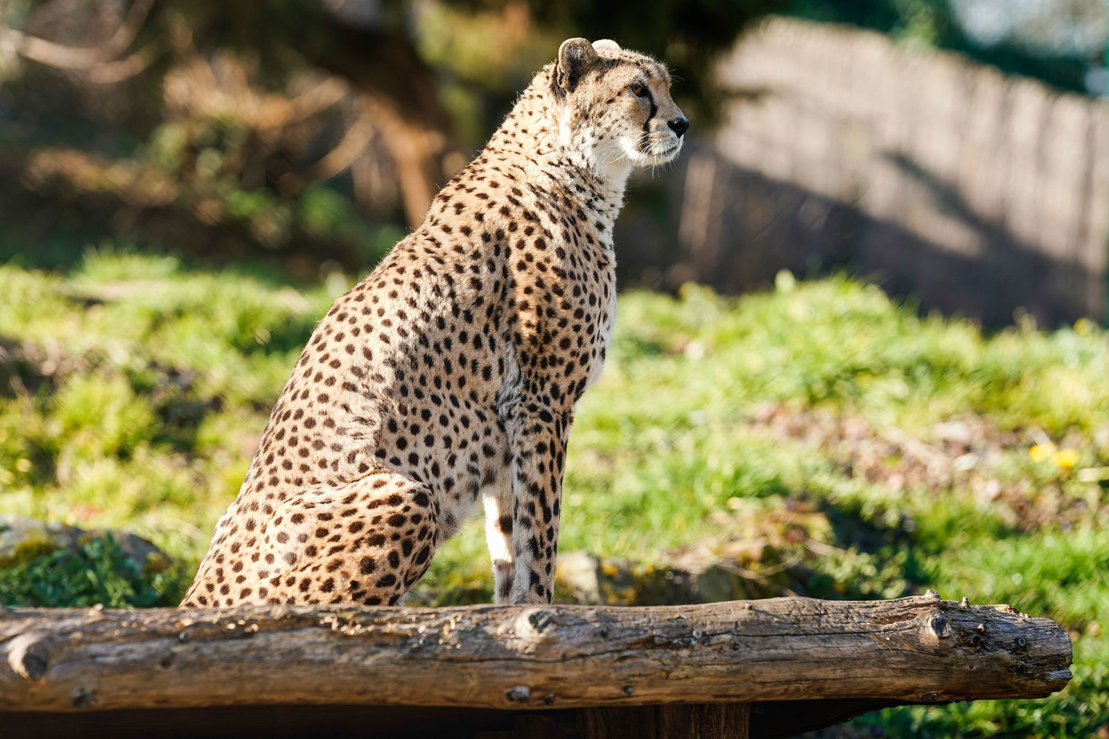 Der Zoo Landau musste von Sudan-Gepardkater Claude Abschied nehmen. (Archivbild)