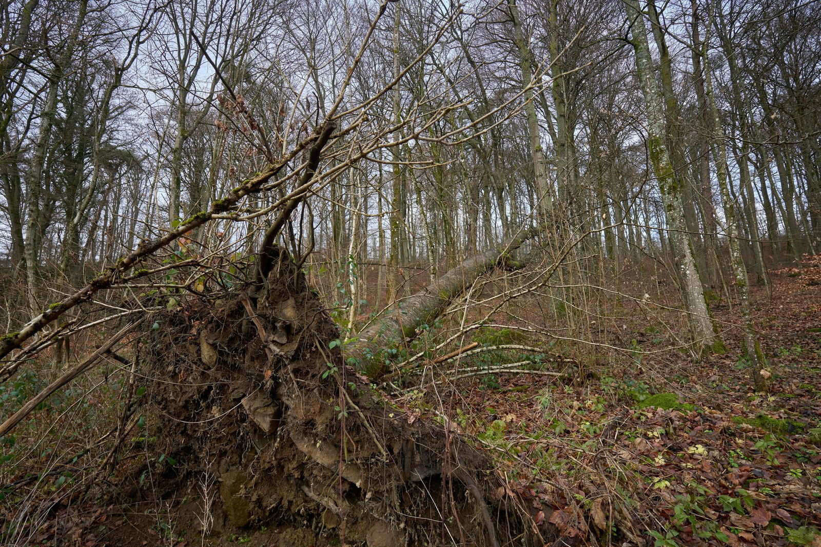 Für den Waldzustandsbericht werden jährlich die gleichen Bäume untersucht.