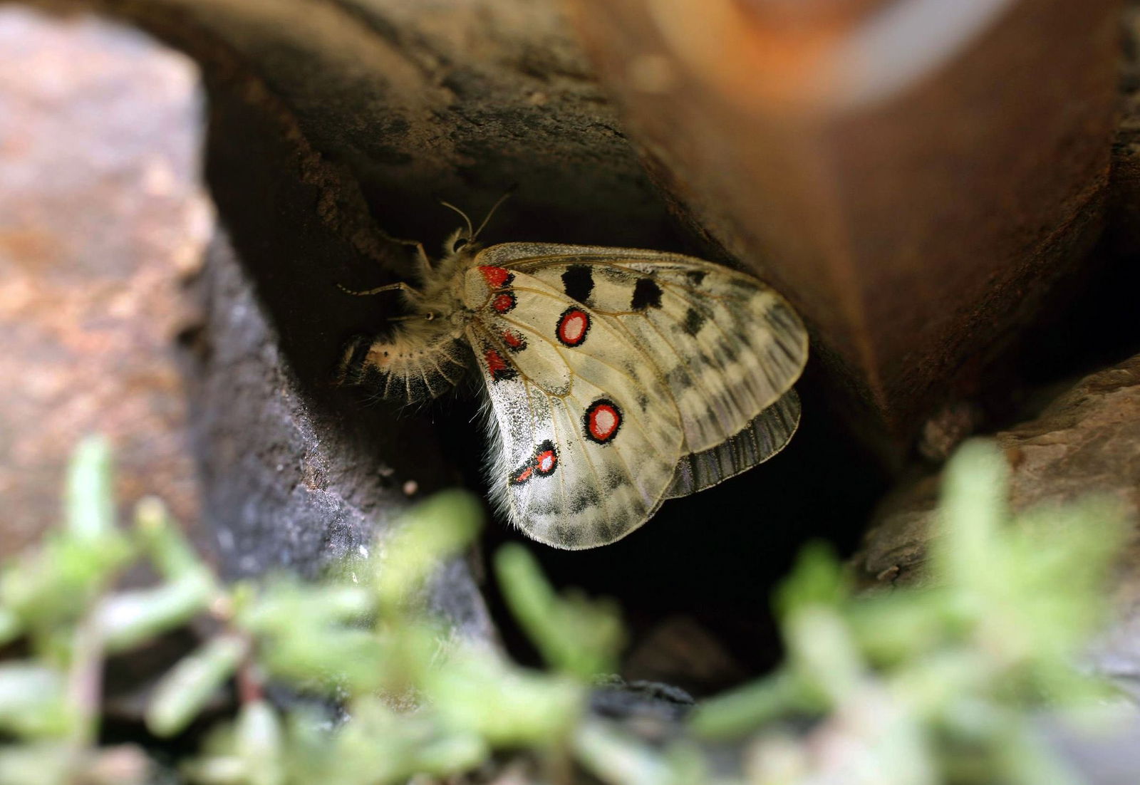 Sprühflüge seien maßgeblich für den Rückgang des streng geschützten Mosel-Apollofalters sowie weiterer Insektenarten verantwortlich, so die DUH. (Symbolbild)