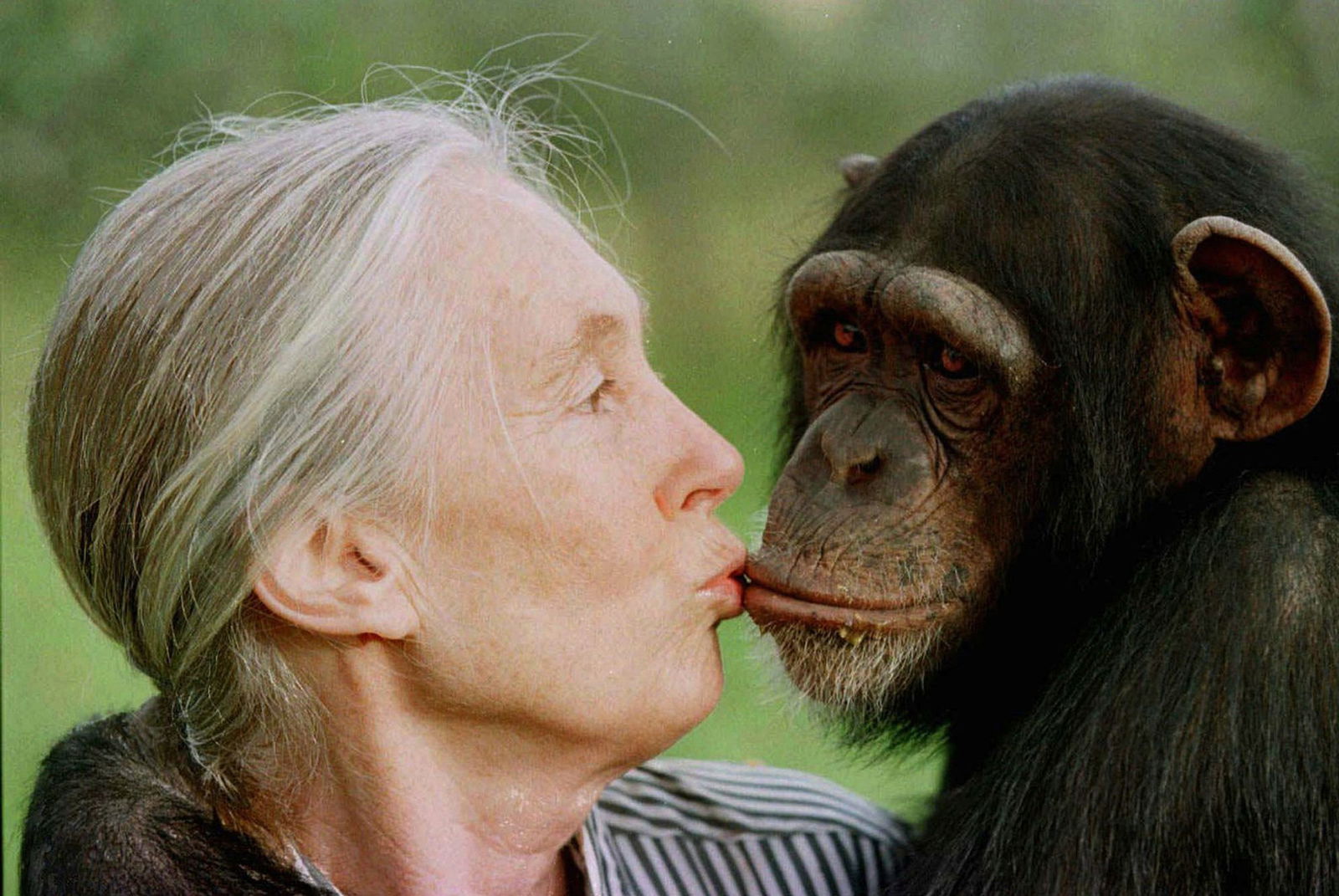 Die britische Primatenforscherin Jane Goodall ist im Alter von 91 Jahren gestorben. (Archivbild)