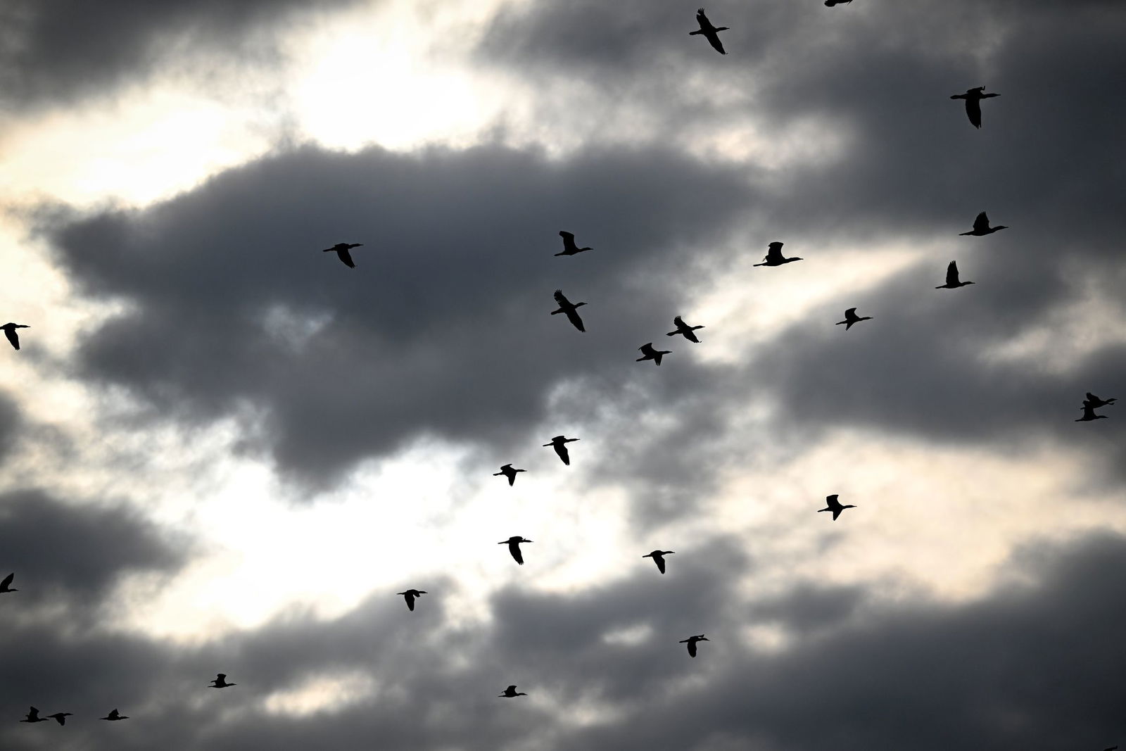Deutlich weniger Brutpaare wurden 2025 am Bodensee gezählt. (Archivbild)