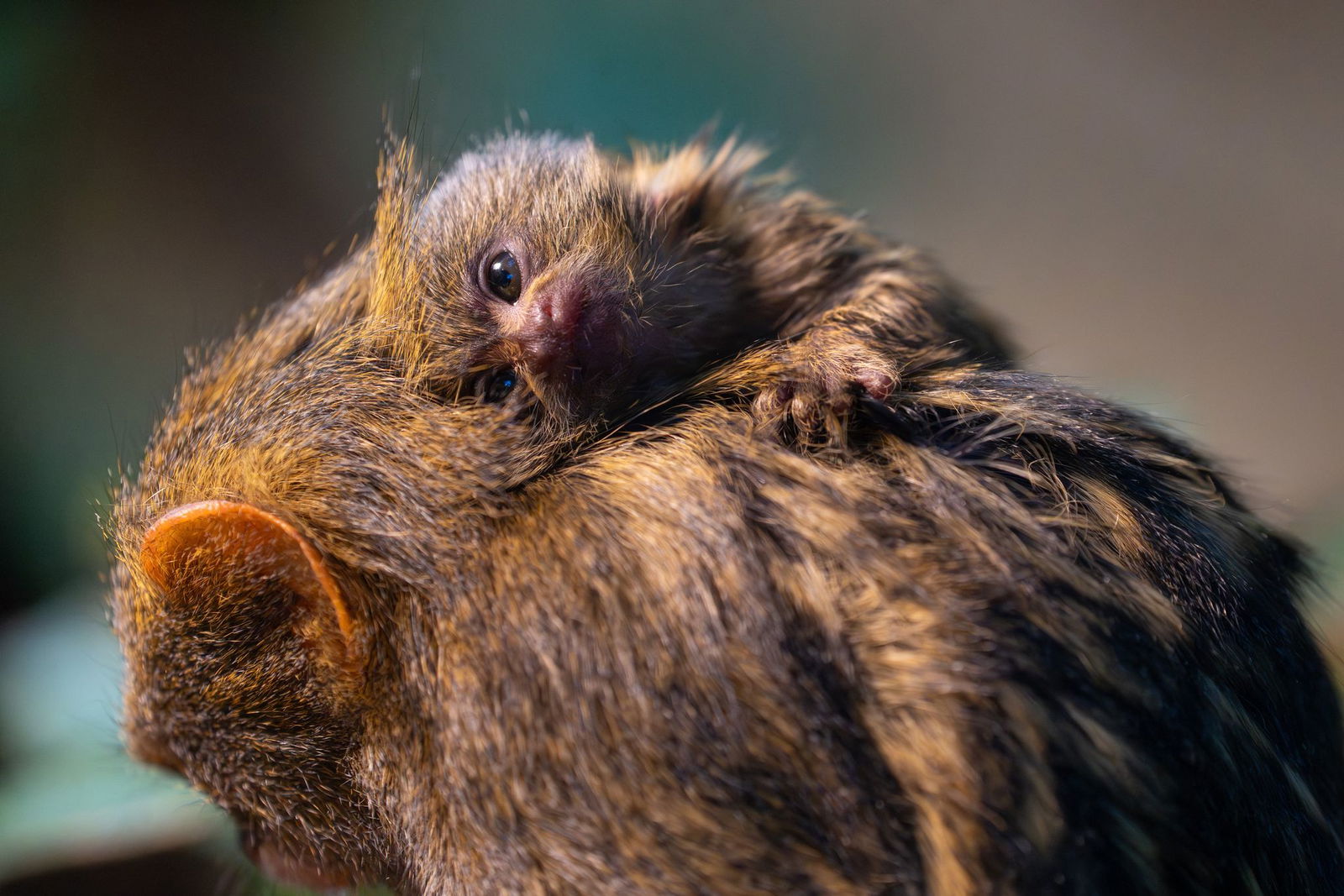 Noch wird das Jungtier rund um die Uhr herumgetragen. (Foto-Handout)