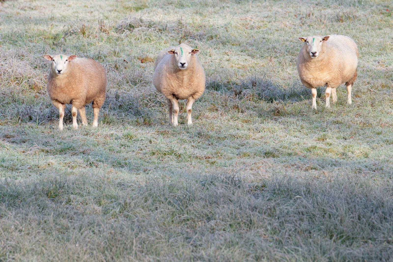 Wo bleibt der Schnee? (Archivbild) 