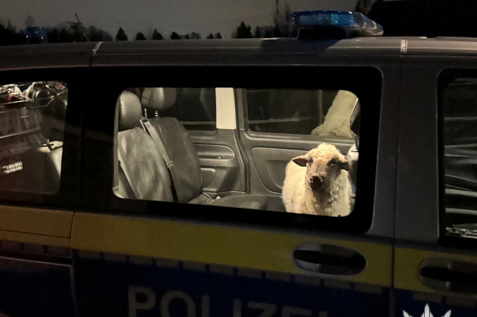 Die Polizei sperrt das entlaufene Schaf in den Streifenwagen.