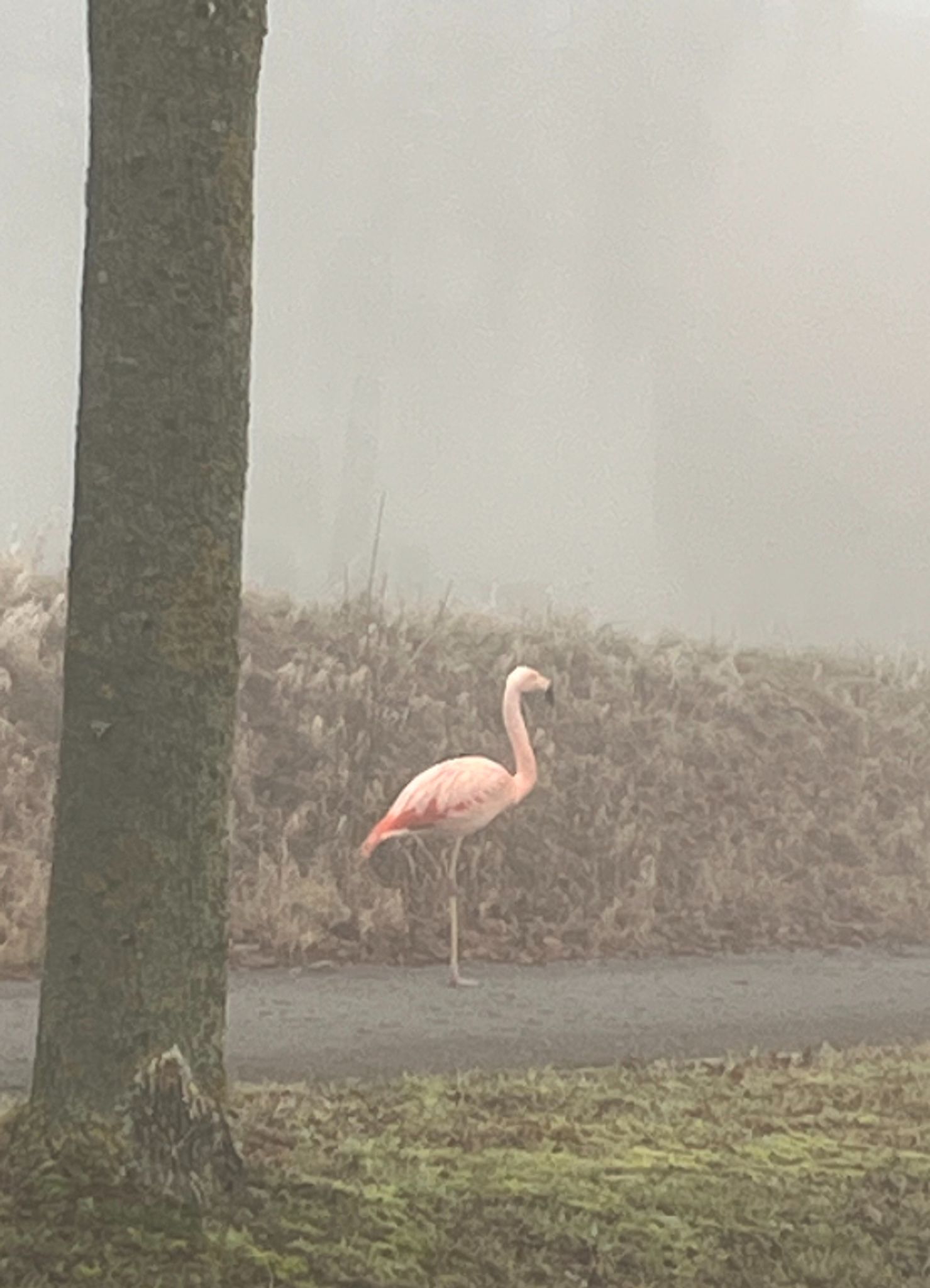 Auf einem Bein stand der Flamingo am Sonntag am Straßenrand bei Ulm. 