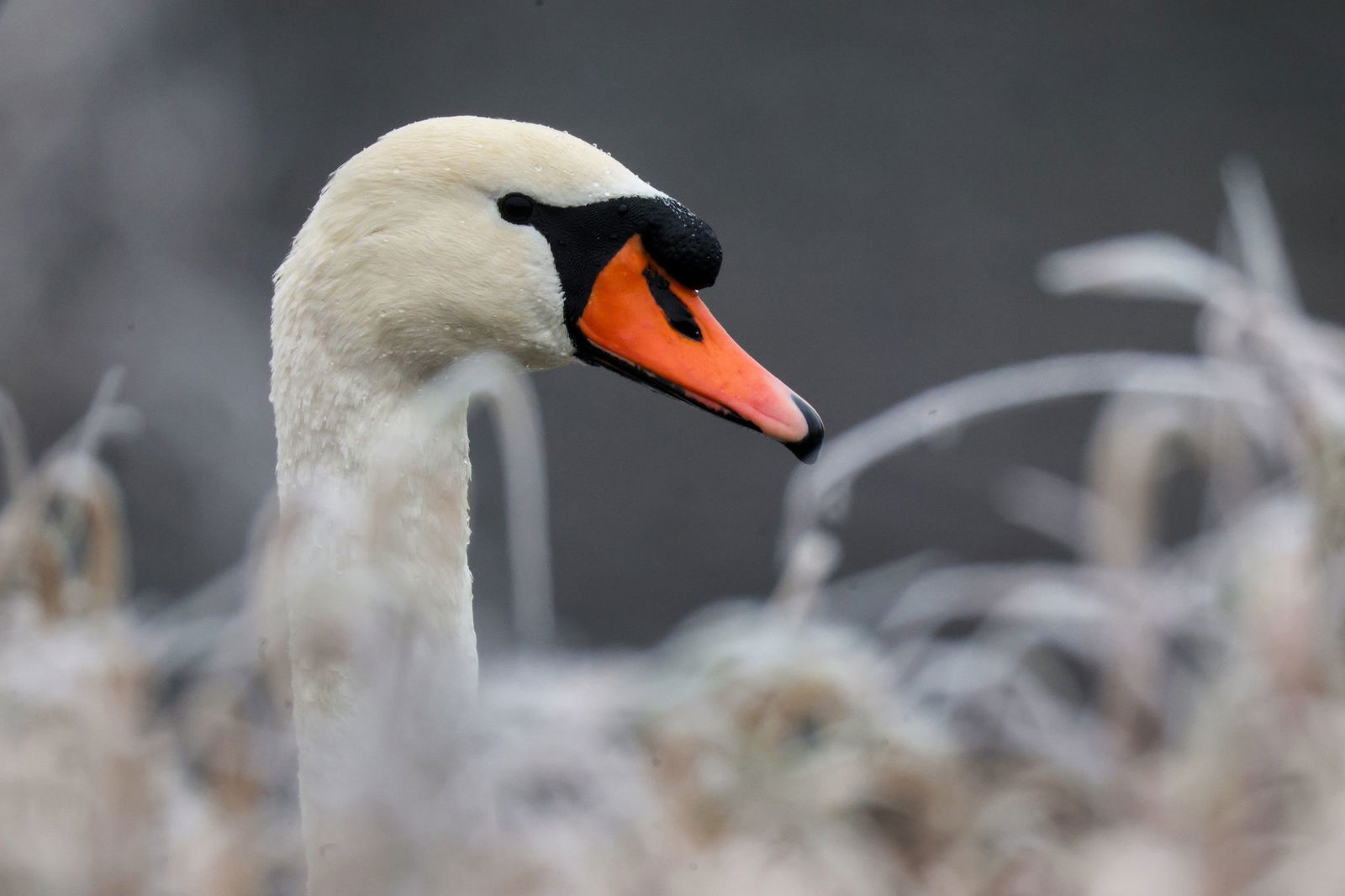 Ein Schwan ist am Bodensee auf für ihn gefährliches Terrain geraten. (Symbolbild)