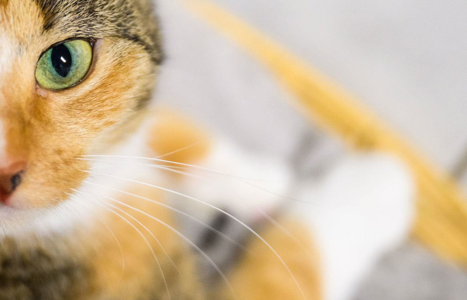 Eine Katze ist in Wurmlingen über eine Straße gelaufen - und hat einen Unfall ausgelöst. (Symbolbild)