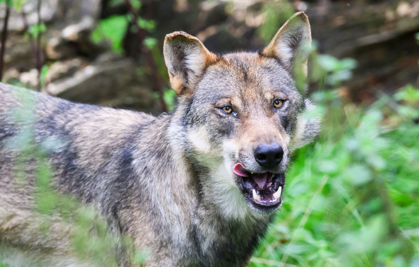 Der Wolf im Nordschwarzwald darf zunächst nicht getötet werden. (Symbolbild) 