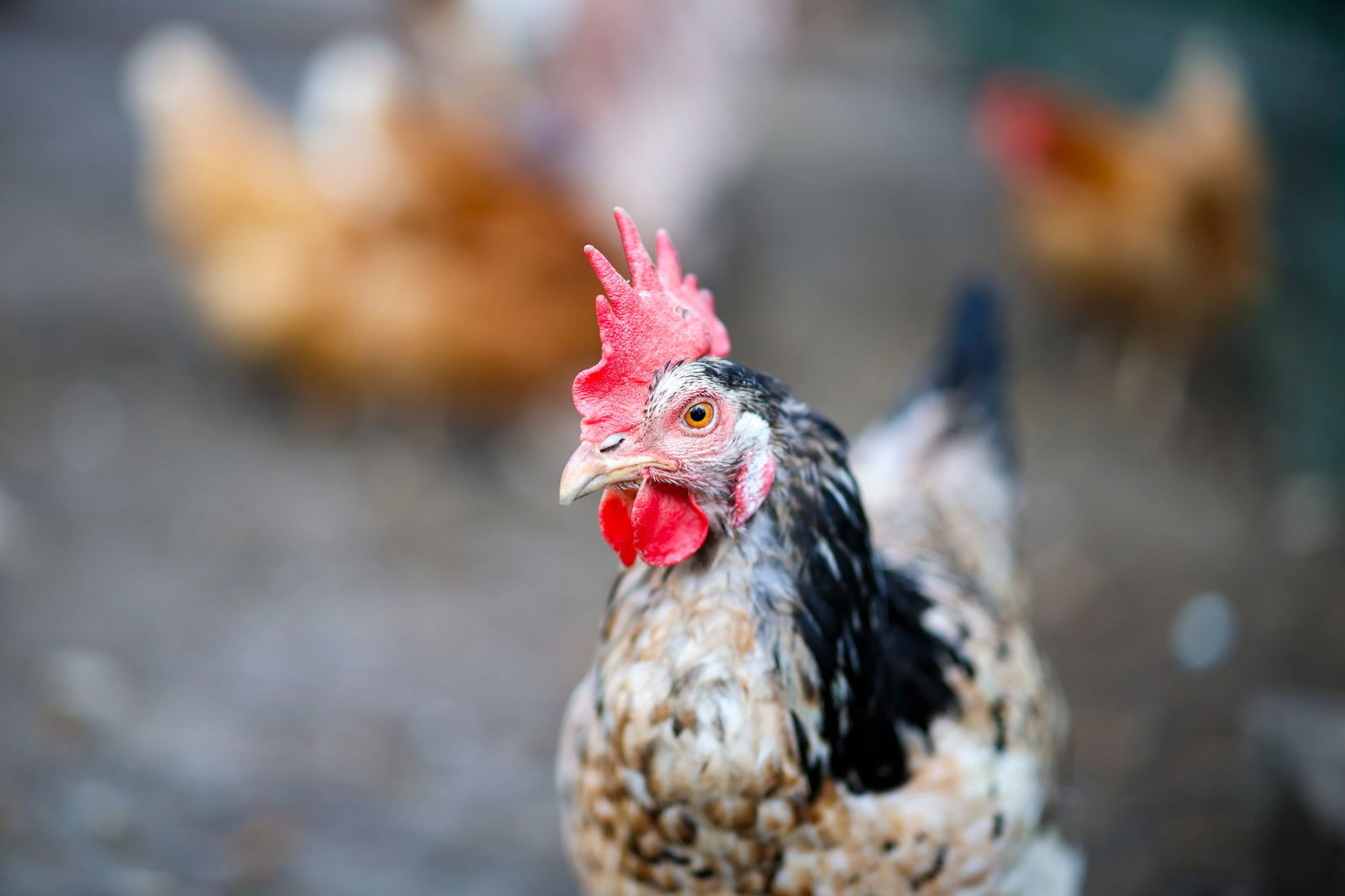 Die gefiederten Parkbesucher warten im Tierheim Haßloch auf ihre Abholung. (Symbolbild)