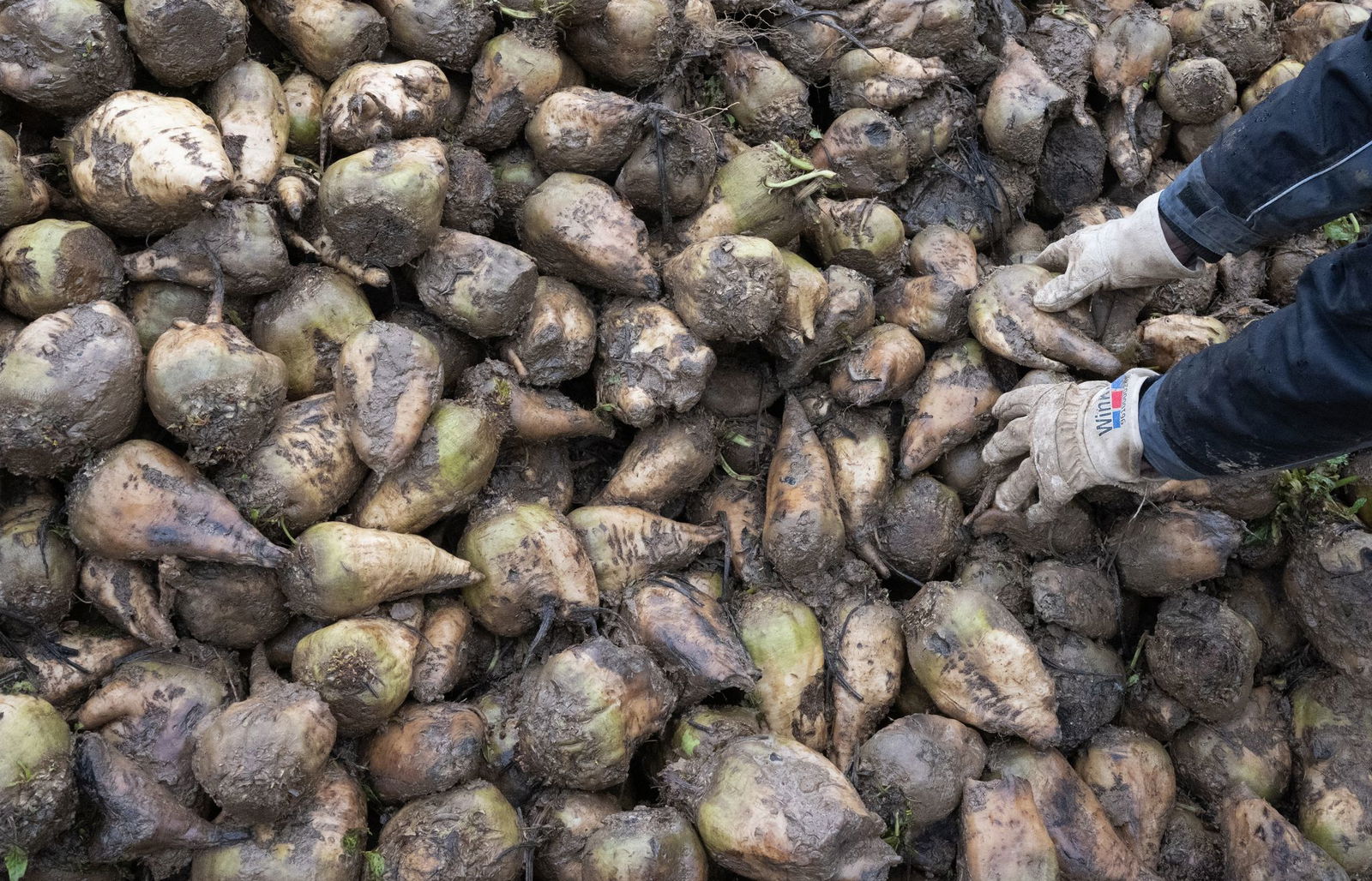 Mehrere Tonnen Zuckerrüben wurden auf einer Autobahn verteilt. (Symbolbild)