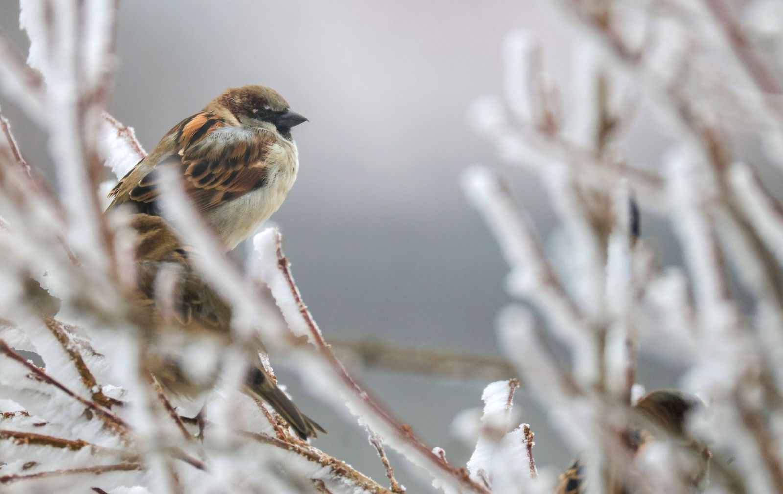 In den Niederungen bleibt es oft neblig. (Archivbild)