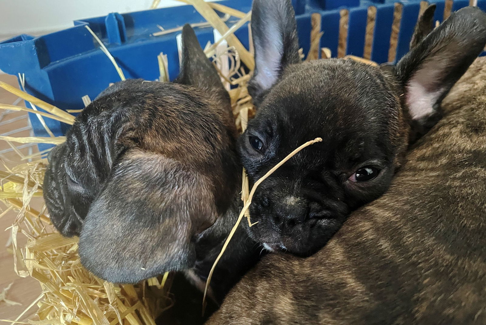 Tierschützer gehen von einer hohen Dunkelziffer beim illegalen Handel mit Welpen aus. (Symbolbild)