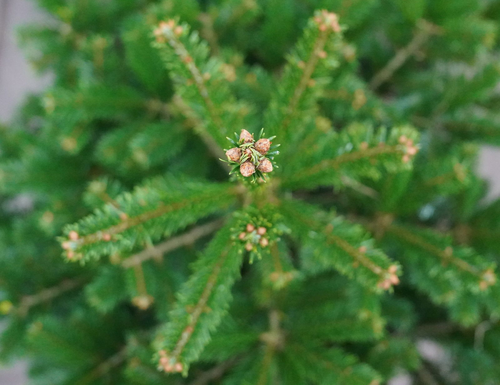Die Bäume werden nach ihrer Zeit in den Wohnungen weiterverarbeitet. (Symbolbild)